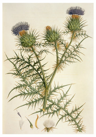 Notecard - Thistle
