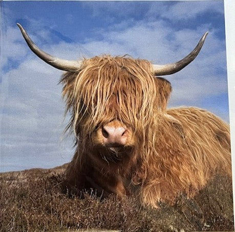 Notecard - Highland Cow by Colin Baxter
