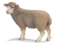 Schleich - Sheep