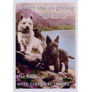Notecard - Humour - Posers