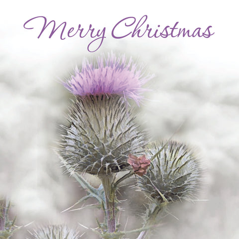 Christmas Card Pack - Frosted Thistle