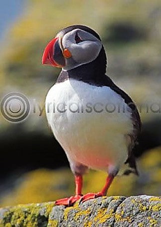 Fridge Magnet - Puffin