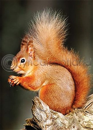 Fridge Magnet - Red Squirrel