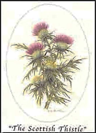 Fridge Magnet - Scottish Thistle