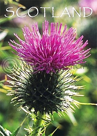 Fridge Magnet - Scotland Thistle