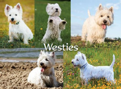 Fridge Magnet - Westies Collage